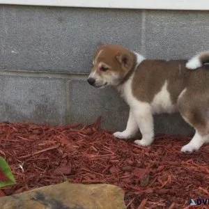 Amazing Shiba Inu Puppies Available