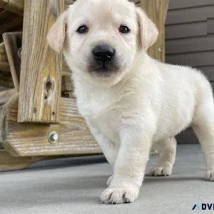 AKC Labrador Retriever puppies available