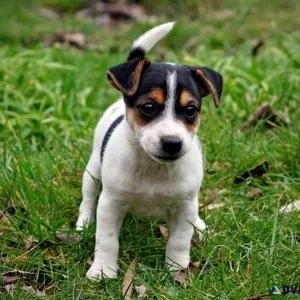 Home raised Jack Russel Terrier puppies