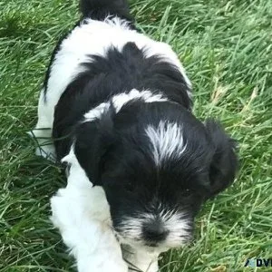 Adorable Shihpoo Puppies