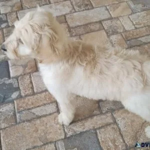 Healthy Goldendoodle Puppies
