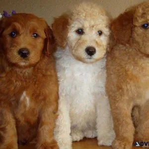 Stunning Labradoodle puppies available