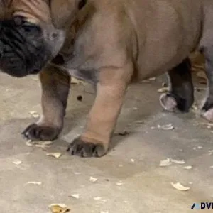 Well Socialized South African Boerboel Puppies