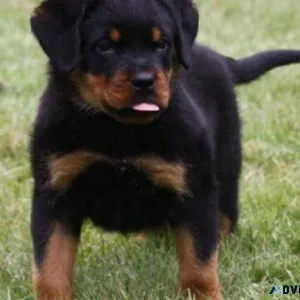 Home raised Rottweiler Puppies For Sale