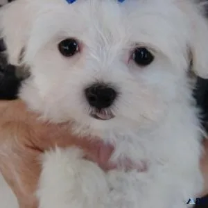 Sweet Maltese puppies available for sale