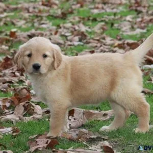 Healthy Golden Retriever Puppies