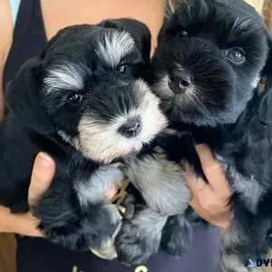 Schnauzer puppies for sale