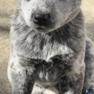 Australian Cattle Dog for sale
