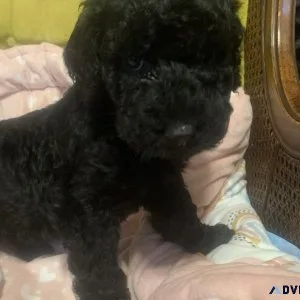 Australian Mountain Doodle Puppies