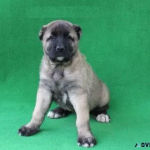 Anatolian shepherd dog For Sale
