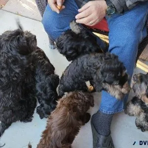 Cockapoo Puppies For Sale Now