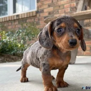 Small size dachshund