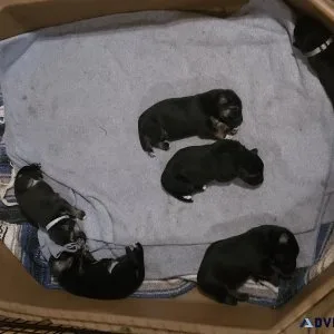 German Shepherd Puppies