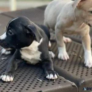 American Staffordshire Terrier Puppies Available