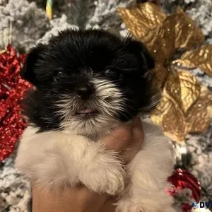 Shi tzu puppy