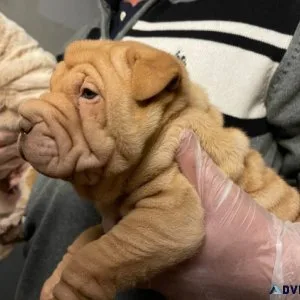 Akc Chines shar pei pups are ready for new homes