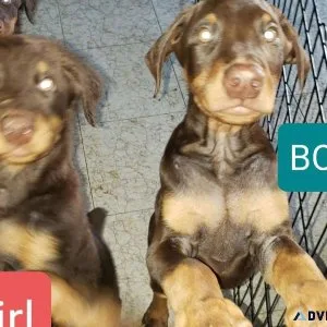 Dobermans pincher puppies Ready