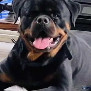 Rehoming Rottweiler -2yrs old
