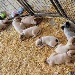 Heeler puppies Available