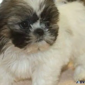 ADORABLE Tiny &ldquoShih Tzu&rdquo Designer Breed Pups For Sale