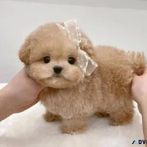 Toy Maltipoo Babies Ready For Their Forever Home