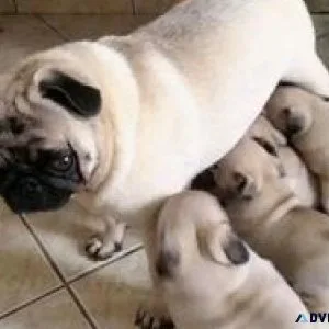 Pug Puppies with outstanding Personalities