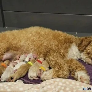 Small Miniature Goldendoodle Puppies Ready To Go