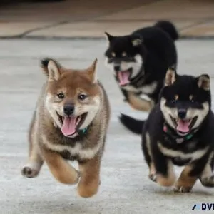 Gorgeous Shiba Inu Puppies Ready Now