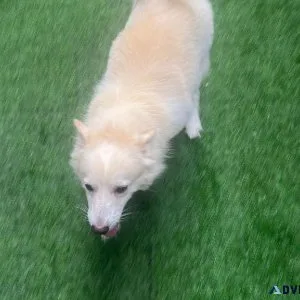 charming America Eskimo Dog