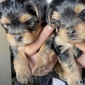 yorkshire terrier for sale in tucson az