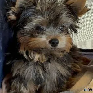 yorkie puppies virginia