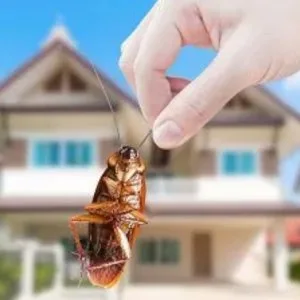 Cockroach control in kolkata