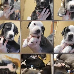 Pit mastiff