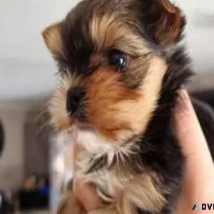 yorkie puppies for sale in tulsa ok