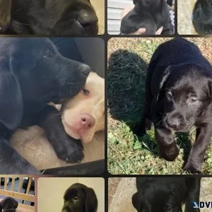Akc registered Labradors