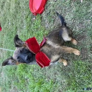 Belgian Malinois pups