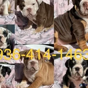 English bulldog puppys