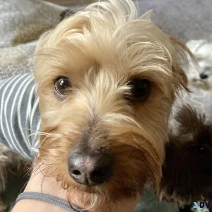 Morkie