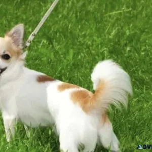 A puppy Chihuahua with a white and brown picture rabies free