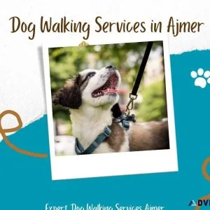 Expert Dog Walking Services Ajmer