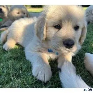 vffc Golden Retriever puppies for Sale
