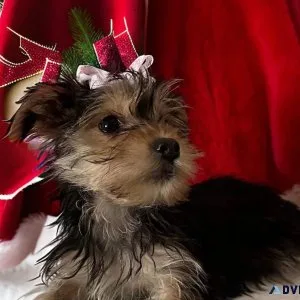 Yorkie Babies