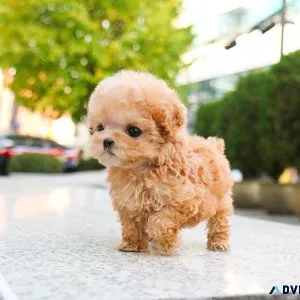 Available Poodle Puppies