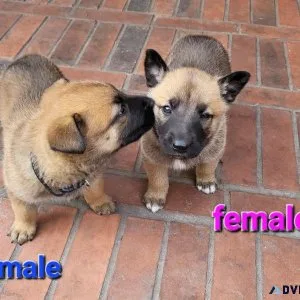 Belgian Malinois puppies