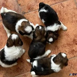 Purebred double bone shihtzus available for sale 8095708798