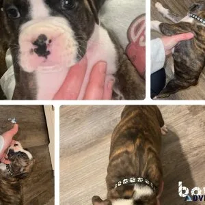 Boxer