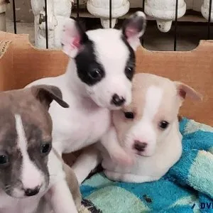 Chihuahuas