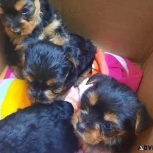 Puppies available