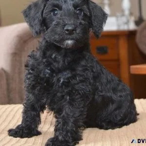 Amazing Schnoodle Puppies for sale.