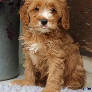 Gorgeous Cavapoo puppies for sale